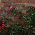 Mury... #kwiaty #róże #mury