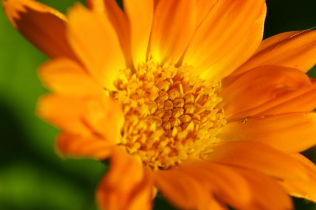 Bo liczy się wnętrze.. #Kwiatek #środek #pomarańcz #makro #blisko #przybliżenie