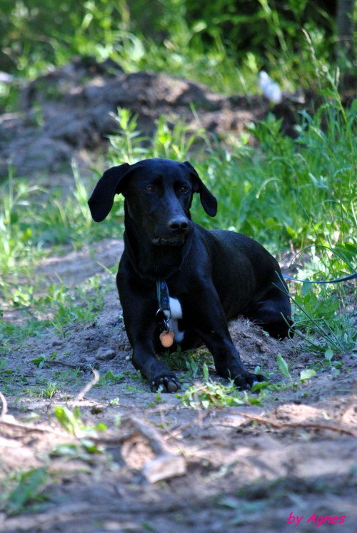 Sport zaprzęgowy w wydaniu bez śniegu -dryland #ZieloneBielkówko #amberdog