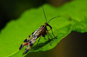 Wojsiłka jak słoń :) #słoń #trąba #WojsiłkaPospolita #wojsiłka #czułki #makro #blisko #przybliżenie #macro
