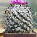 Turbinicarpus roseiflorus