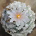 Turbinicarpus lophophoroides-during the flowering,a very old plant