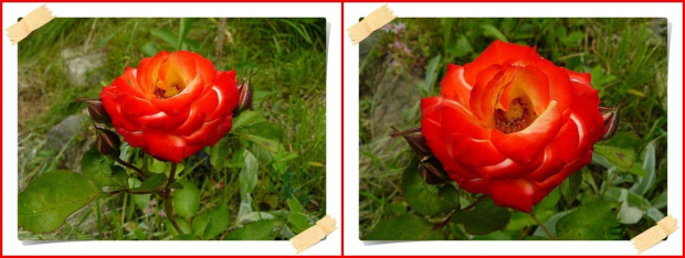 Jedne z nielicznych moich róż, ktore przetrzymały tą zimę #Rumba #róże #WOgrodzie #kwiaty
