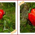Jedne z nielicznych moich róż, ktore przetrzymały tą zimę #Rumba #róże #WOgrodzie #kwiaty