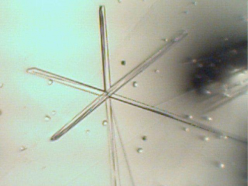 Mikrokrystaliczne wykrywanie manganu w postaci szczawianu. Promieniste skupienia igłowych kryształów MnC2O4. Stan po częściowym odparowaniu próbki. Światło żarowe przechodzące. Pow. x 72. #mikrokrystaliczna #mikrochemiczna #mangan