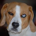 Kora #Beagle #Pies