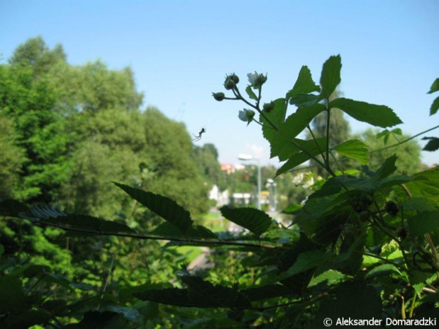 Jastrzębie Zdrój, 11 sierpień 2010