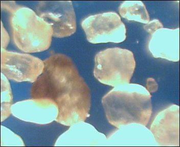 Mikroskopowe zdjęcia różnego rodzaju piasków. Piasek rzeczny z Wisły w okolicach Warszawy. Widoczna jest duża rozpiętość rozmiarów ziaren. Ziarna większe są lepiej obtoczone niż ziarna małe.