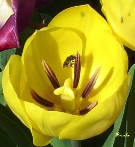 Tulipanek z muszką #owad #Tulipan #żółty #kwiaty