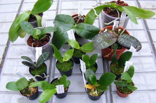 Gatunki botaniczne Phalaenopsis
