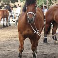 mmm #kętrzyn #czempionat #lato #wakacje #lipiec #koń #konie