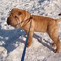 Bezan na śniegu #SharPei