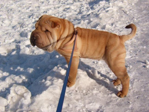 Bezan na śniegu #SharPei