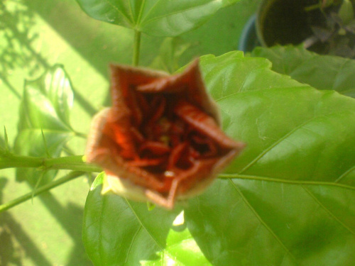 hibiscus czerwony pełny