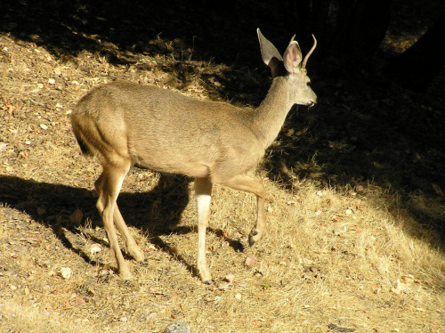 Park Yosemite