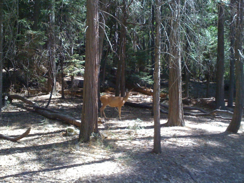 Park Yosemite