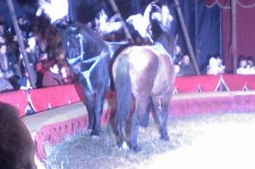 Cyrk Arlekin-sezon objazdowy 2007. Zapraszamy na www.portalcyrkowy.ubf.pl #cyrk #arlerkin #kmc #rozrywka #radom #portalcyrkowy #portal #cyrkowy #klaun #clown