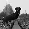 #zwierzęta #pies #wiewiórka #trawa #jeż #jamnik #tory #jabłko #zielono #CzarnoBiałe