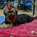 EVER 8 miesięcy #YorkshireTerrier #york #yorki