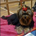 EVER 8 miesięcy #YorkshireTerrier #york #yorki