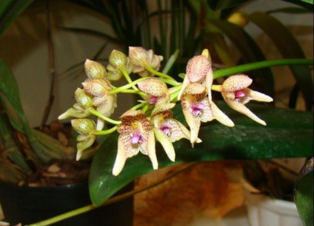 Bulbophyllum