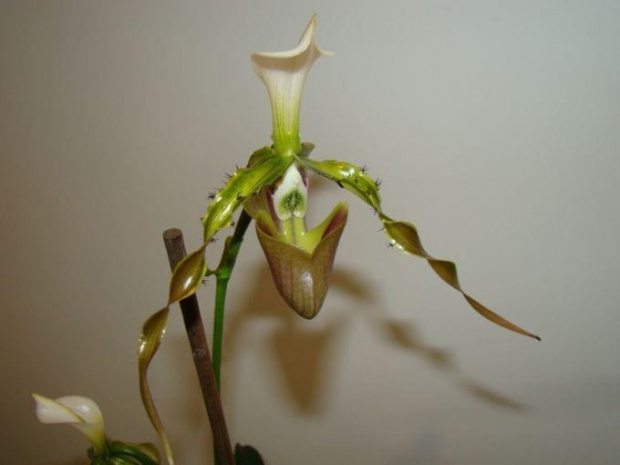 Paphiopedilum