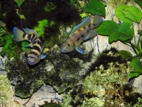 NEOLAMPROLOGUS SEXFASCIATUS #tanganika #neolamprologus