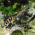 NEOLAMPROLOGUS SEXFASCIATUS #tanganika #neolamprologus