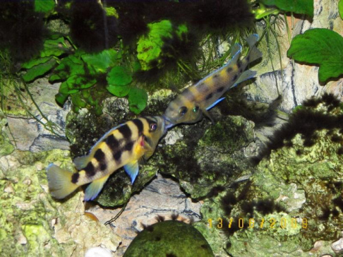 NEOLAMPROLOGUS SEXFASCIATUS #tanganika #neolamprologus