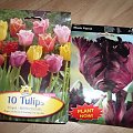 Tulipany