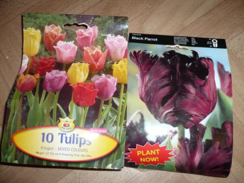 Tulipany