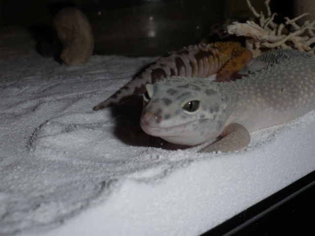 #GekonLamparci #LeopardGecko