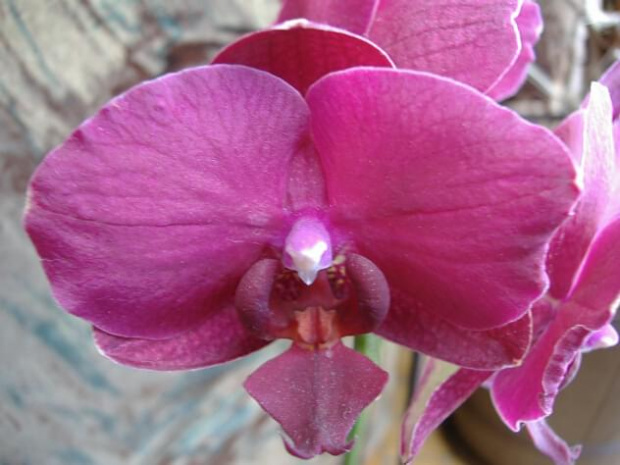 Phalaenopsis