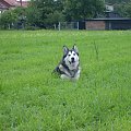 masza z howerli #MaszaZHowerli #AlaskanMalamute