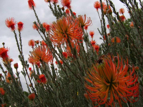 Rodzaji Protei jest duzo...jedna z nich jest narodowym kwiatem RPA...