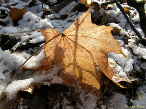 #liść #śnieg #słońce