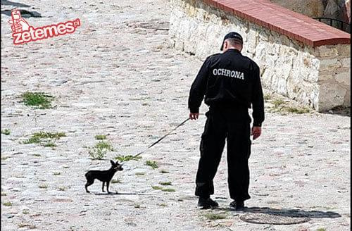 #ochrona #policja #pies #piesek #spacer