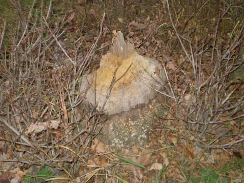 Pozdrowienia z Warty przesyła Pan Bóbr :)