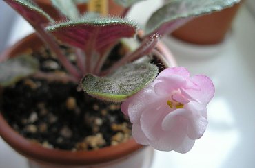 fiołek afrykański - Emperor #FiołekAfrykański #FiołkiAfrykańskie #kwiatki #kwiaty #saintpaulia