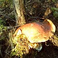 Jeden z największych grzybów Które znalazłem Puszcza Notecka.
