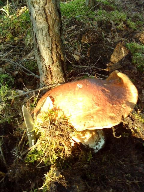 Jeden z największych grzybów Które znalazłem Puszcza Notecka.