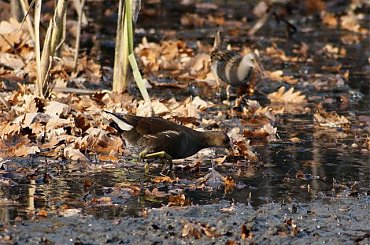 kokoszka z wodnikiem #PtakiWodne #kokoszka #wodnik