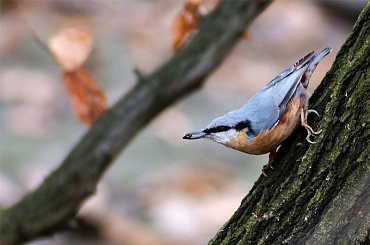 kowalik z robaczkiem #ptaki #kowalik