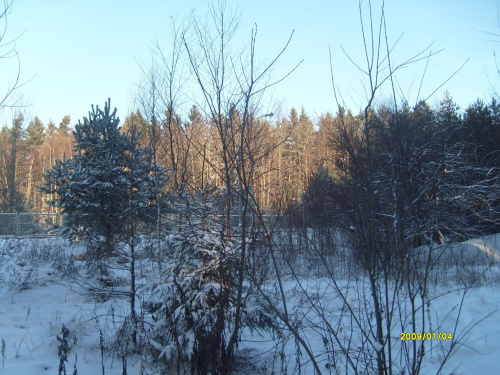 Zima w gdyńskim lesie