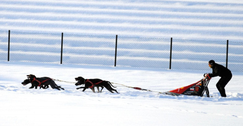 Trening on snow klubu zaprzęgowego Amberdog. Trasa treningowa na stadionie CKIS Pruszcz Gdański. #CkisPruszczGdański #PsieZaprzęgi #PsyZaprzęgowe #IgorTracz #traczer #OlgierdTracz #amberdog #maszer