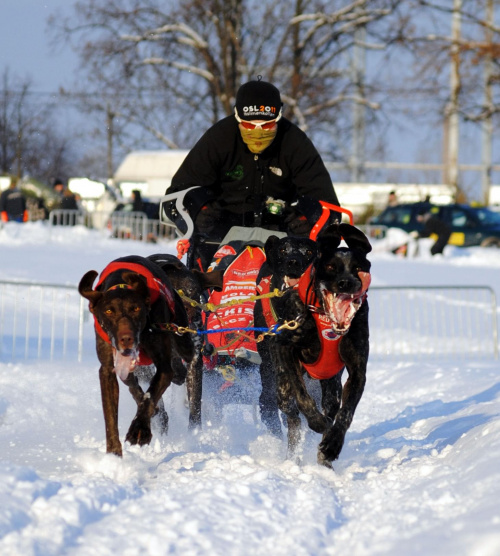 Trening on snow klubu zaprzęgowego Amberdog. Trasa treningowa na stadionie CKIS Pruszcz Gdański.fot. by Agnes #CkisPruszczGdański #PsieZaprzęgi #PsyZaprzęgowe #IgorTracz #traczer #OlgierdTracz #amberdog #maszer
