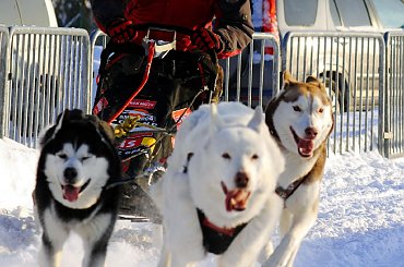 Trening klubu zaprzęgowego Amberdog. Stadion CKiS Pruszcz Gdański. #PsieZaprzęgi #CkisPruszczGdański #PsyZaprzęgowe #IgorTracz #OlgierdTracz #traczer