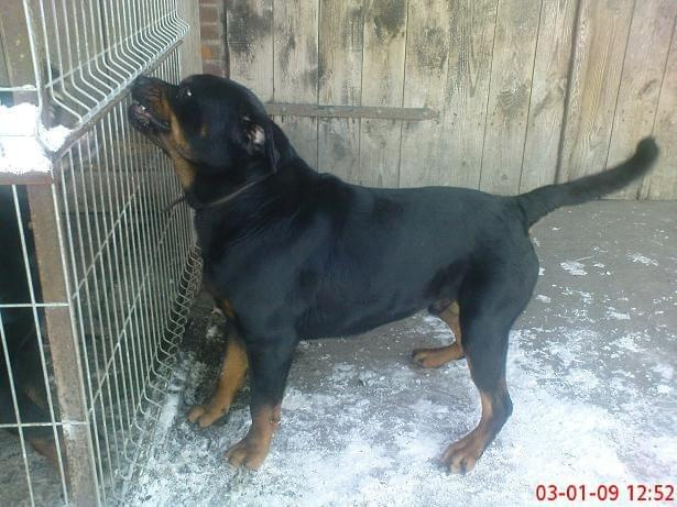 #psy #rottweiler