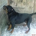 #psy #rottweiler