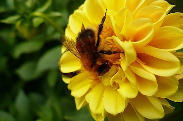 #kwiatek #trzmiel #owady #ogród #przyroda